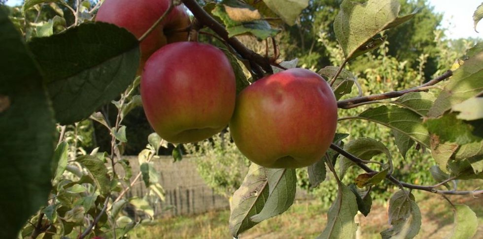Archivo - El CITA de Teruel acogerá una jornada sobre adaptación frente al cambio climático en la producción de frutales 