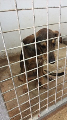 Perro fallecido por la rabia