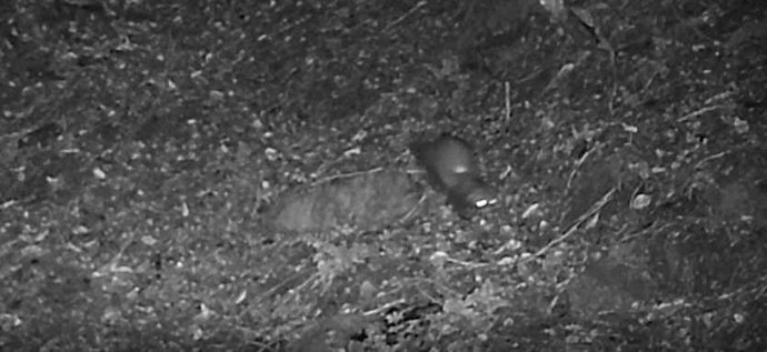 Imagen de un ejemplar de turón europeo detectado en la Vall d'Aran (Lleida) por primera vez en más de 50 años