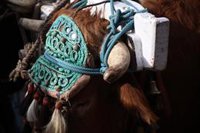 El arzobispo de Sevilla traslada sus condolencias por la muerte de un romero en El Viso arrollado por una carreta