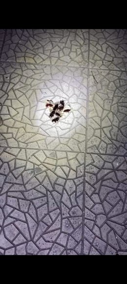 Cucarachas encontradas