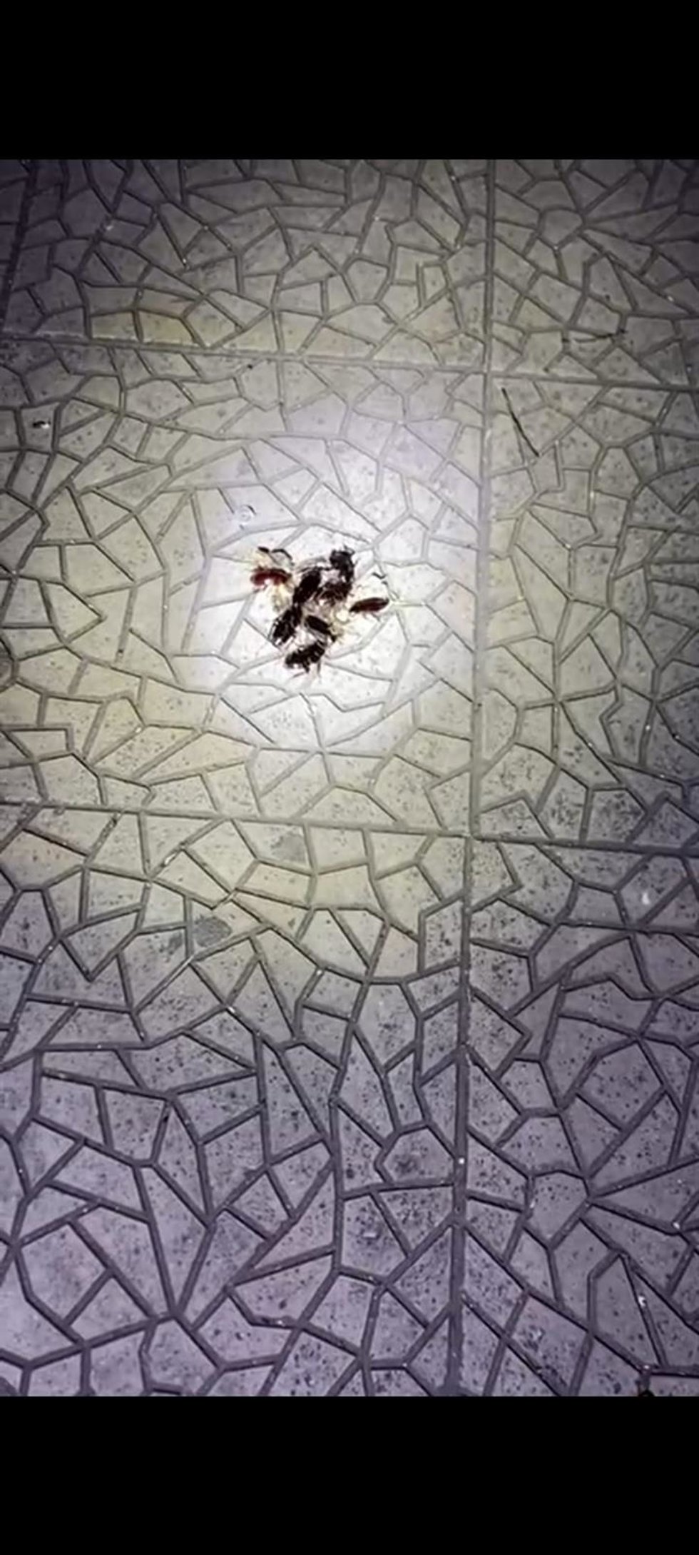 Cucarachas encontradas