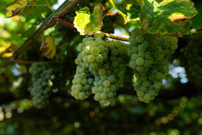 Varias uvas colgando de una parra en una de las fincas de la bodega Señorío de Sobral