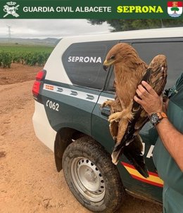 Águila herida encontrada por la Guardia Civil en Albacete