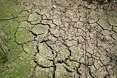 Foto: Estados Unidos.- Un estudio advierte del riesgo de morir por sequía de los bosques de la cuenca mediterránea