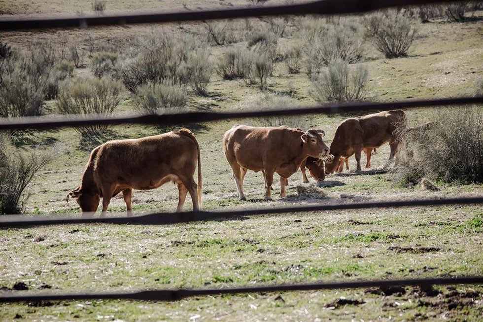 Archivo - Varias vacas pastando en una actividad ganadera extensiva.- Archivo