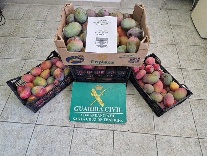 La Guardia Civil interviene 80 kilos de mangas expuestas a la venta de forma ilegal en un establecimiento de Tenerife