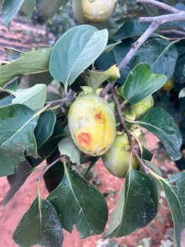 LA UNIÓ informa que las tormentas de ayer afectan a más de 22.000 hectáreas de cultivo y ocasionan unas pérdidas de más de 43 millones de euros
