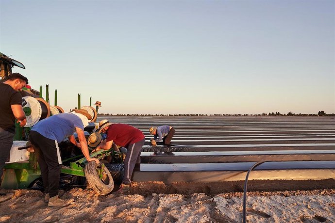 Imagen del alomado de los cultivos de fresa con el material de Reyenvas.