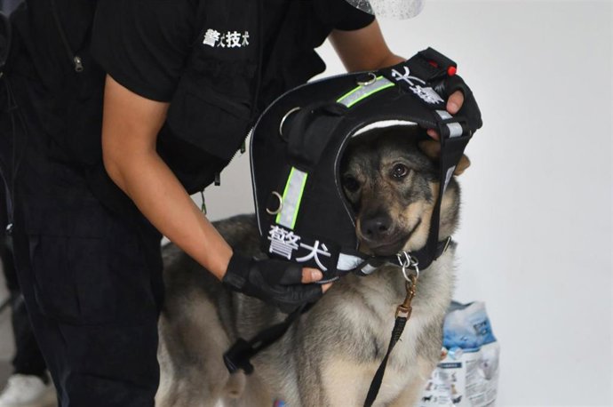 Archivo - Un perro durante una operación antidrogas en la provincia de Yunnan, en China