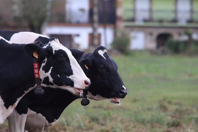 Archivo - Vacas proveedoras de leche.