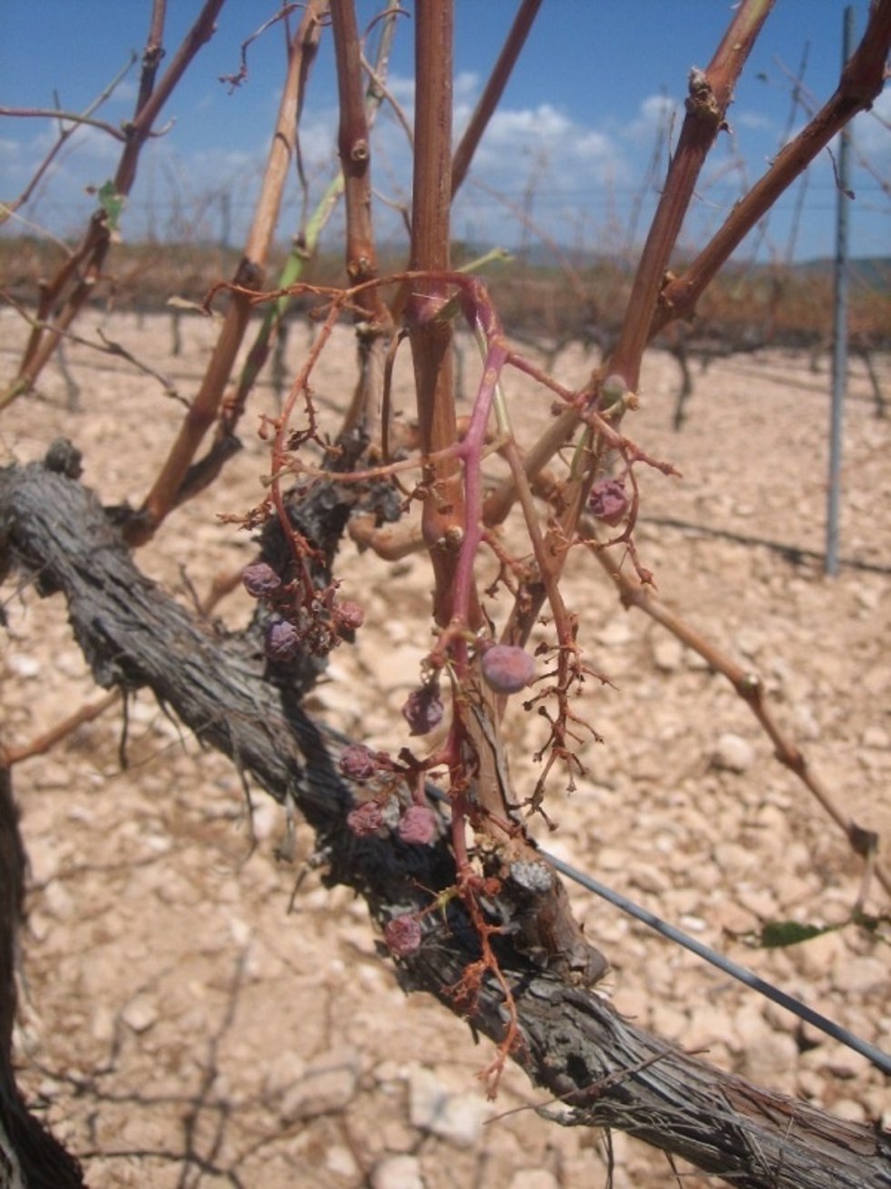 Archivo - Imagen de archivo de efectos del granizo en cultivo de uva