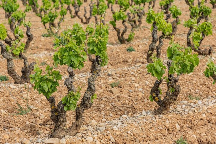 Archivo - Viñedos del proyecto vitivinícola de Familia Torres en la Doca Rioja, La Carbonera
