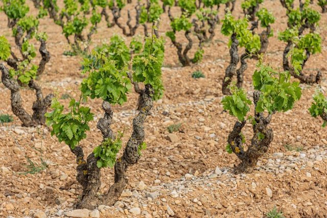 Archivo - Vinyers del projecte vitivinícola de Familia Torres en la DOQ Rioja, La Carbonera
