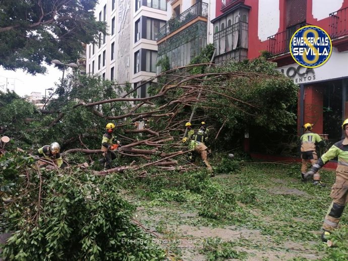 Un árbol de gran porte se desploma en la plaza de la Encarnación, archivo 