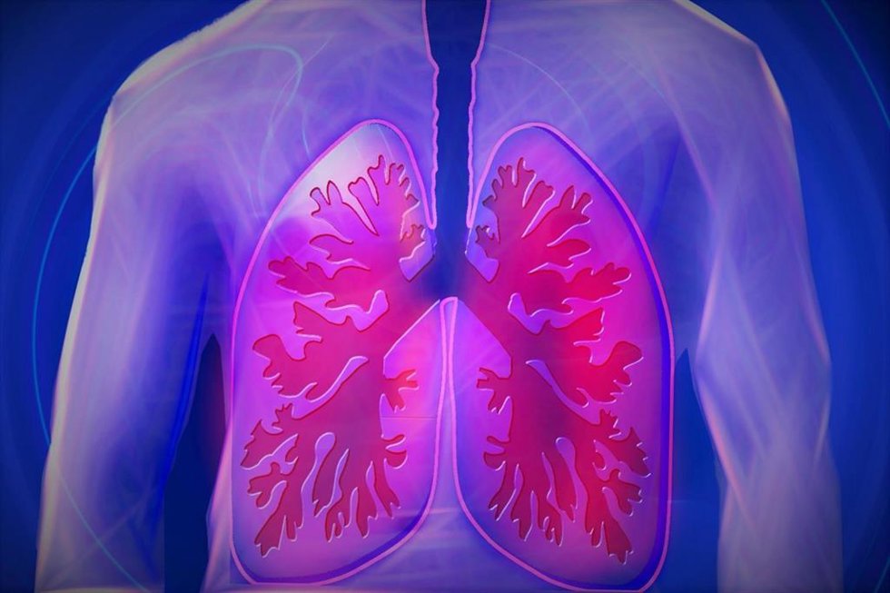 Archivo - Pulmones