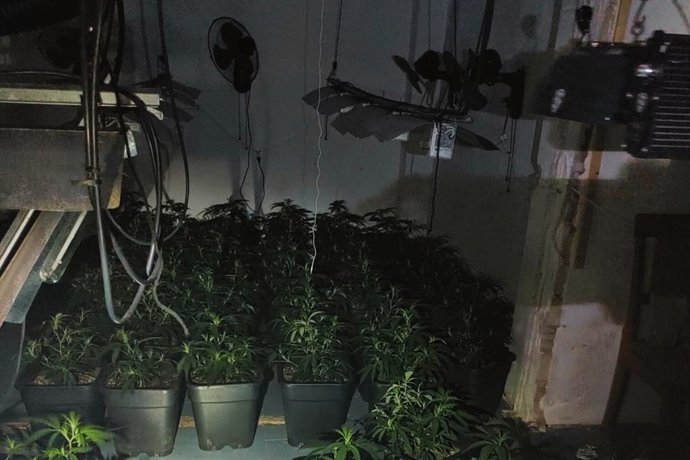 Policía Local de Cartagena halla una plantación de marihuana tras un incendio