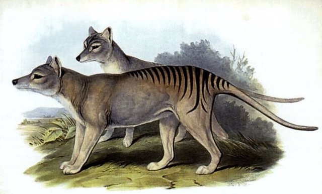 Ilustración de Thylacinus cynocephalus de Los mamíferos de Australia de John Gould. Este género, también conocido como tigre de Tasmania, fue cazado hasta su extinción por los humanos.
