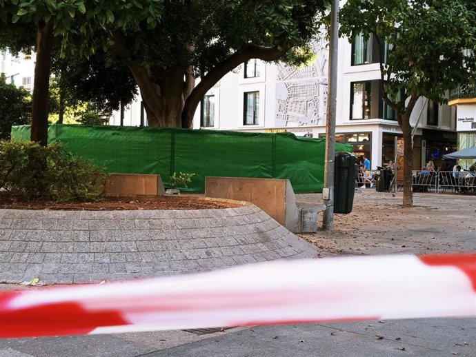 Zona acordada en la Encarnación tras la caída de una rama de gran porte de un ficus centenario.