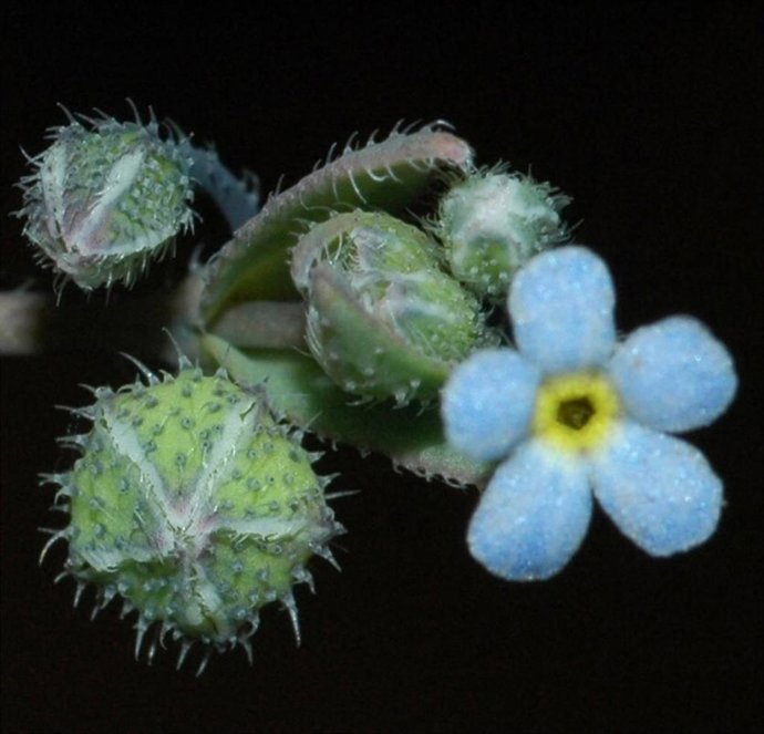 Una de las plantas más amenazadas del mundo es el nomevés (Gyrocaryum oppositifolium), especie española que lamentablemente carece de protección legal.