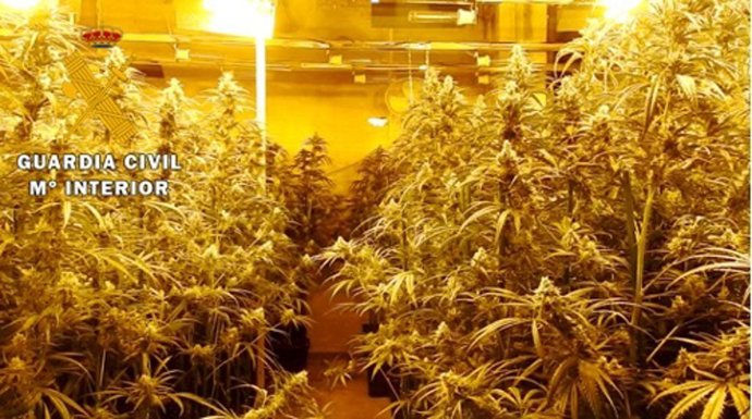 Detenidas cuatro personas y desmantelada una plantación de marihuana en una nave de Fuente el Sol (Valladolid)