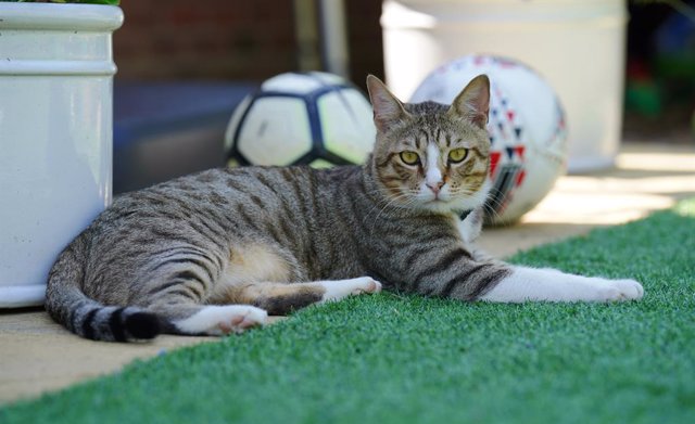 Archivo - 21 July 2023, United Kingdom, Berkhamsted: Dave the cat, pictured at his new home. England's unlikely World Cup mascot will now be watching the Lionesses from his forever home as Dave the Cat settles into his new surroundings. Photo: Jonathan Br