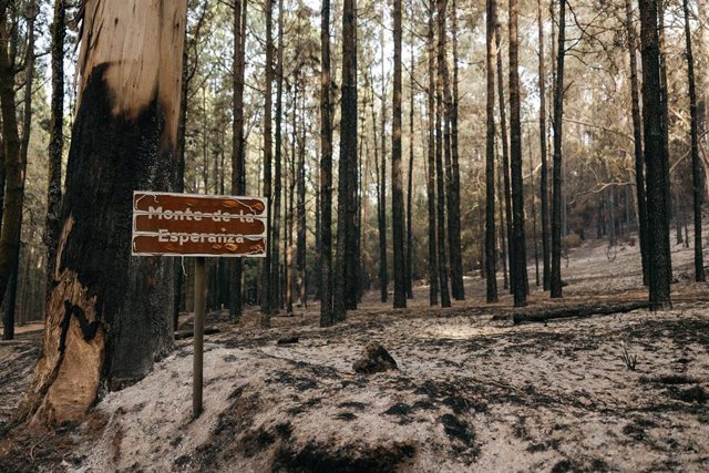 Monte de la Esperanza afectado por el incendio forestal