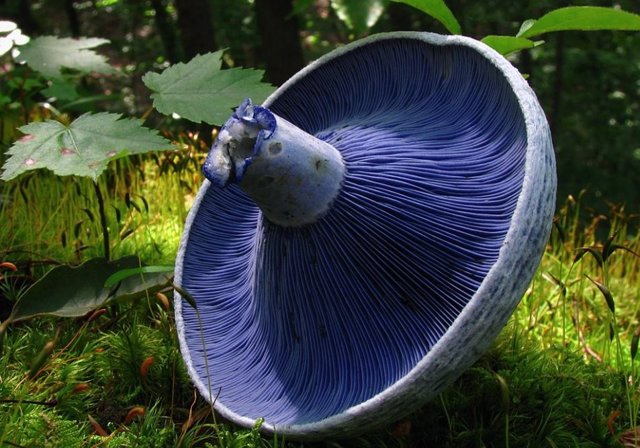 El color azul del hongo Lactarius indigo se debe al estearato de (7-isopropenil-4-metilazulen-1-il)metilo derivado del azuleno.