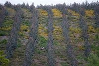 Empresas de la madera critican el informe del Consello da Cultura sobre el eucalipto: "No se basa en datos contrastados"