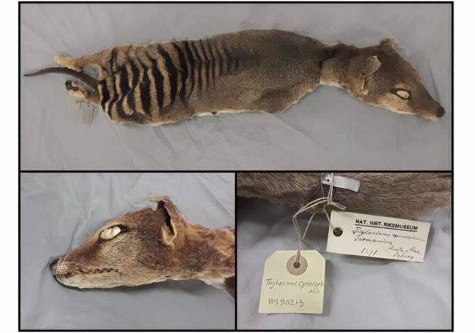 Spécimen de tigre de Tasmania utilizado en el estudio y conservado en desecación a temperatura ambiente en el Museo Nacional de Historia de Suecia en Estocolmo".