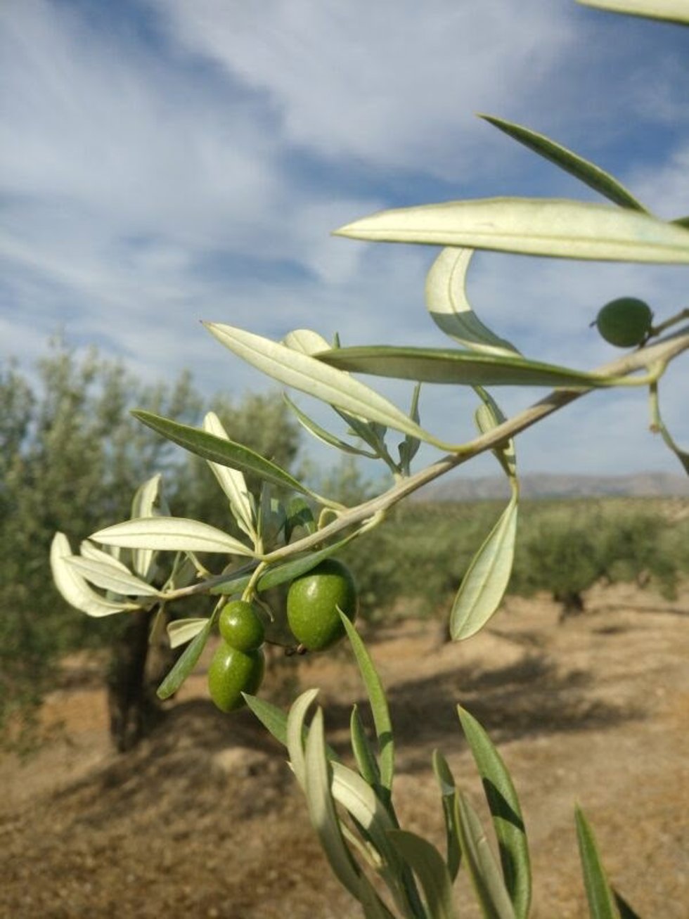 La investigación ha identificado los genes responsable del peso de las aceitunas