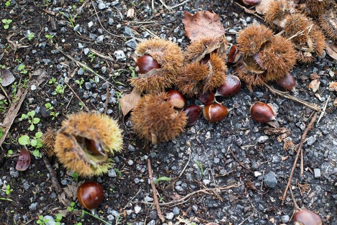 Archivo - Imagen de archivo de castañas