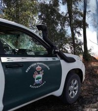 Tres investigados en Santa Fe (Granada) por mutilar 90 gallos de pelea