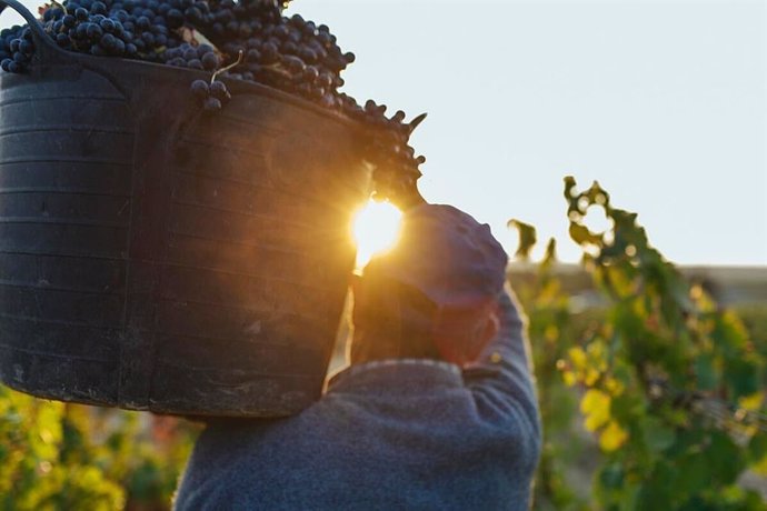 El séptimo Boletín de Maduración de la DOCa Rioja apunta "a acidez con tendencia a la baja"