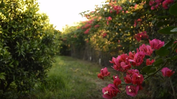 Todolí Citrus Fundació