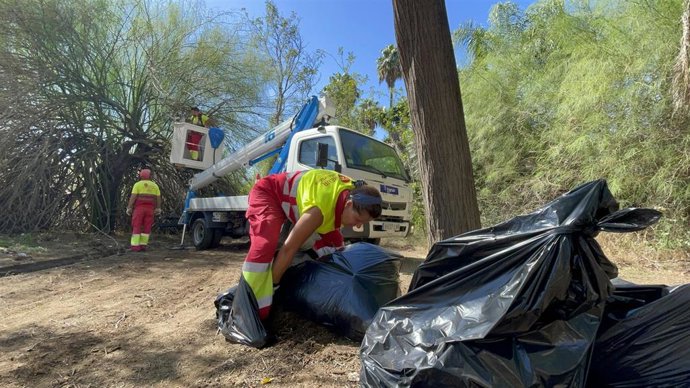 Operarios de Lipasam en el entorno del monasterio de la Cartuja, en Sevilla.