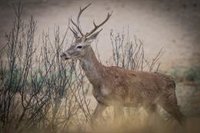 C.Valenciana pide a Planas "soluciones" para ganaderos ante la expansión de enfermedad hemorrágica epizoótica