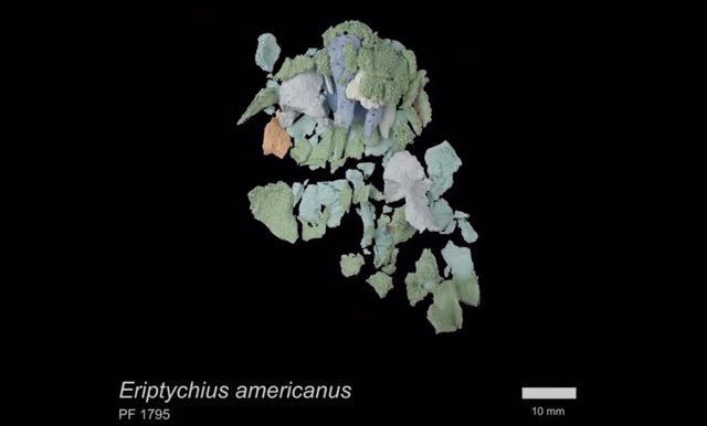 Visuaización 3D del Eriptychius americanus