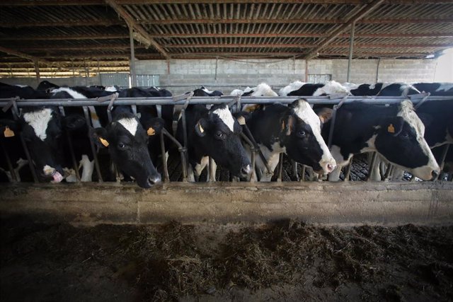 Archivo - Imagen de archivo de varias vacas en una granja gallega