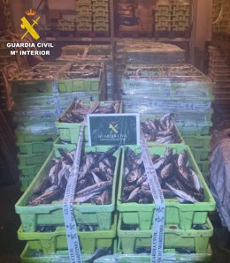 Incautan más de tres toneladas de jurel en el puerto de Camariñas (A Coruña)