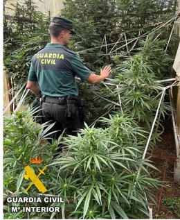 Un denunciado tras descubrir la Guardia Civil una plantación de marihuana en la zona de La Demanda, en Burgos.