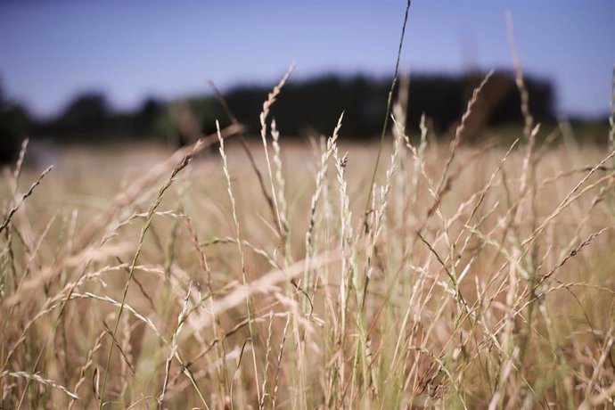 Archivo - Campo de trigo.