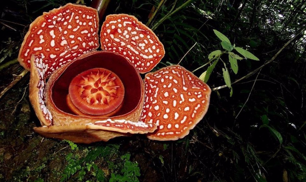 Appeal to save the world's largest flower - Time News