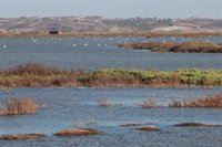 Fiscalía investiga las extracciones de agua en el entorno de Doñana por si hubiera responsabilidad medioambiental