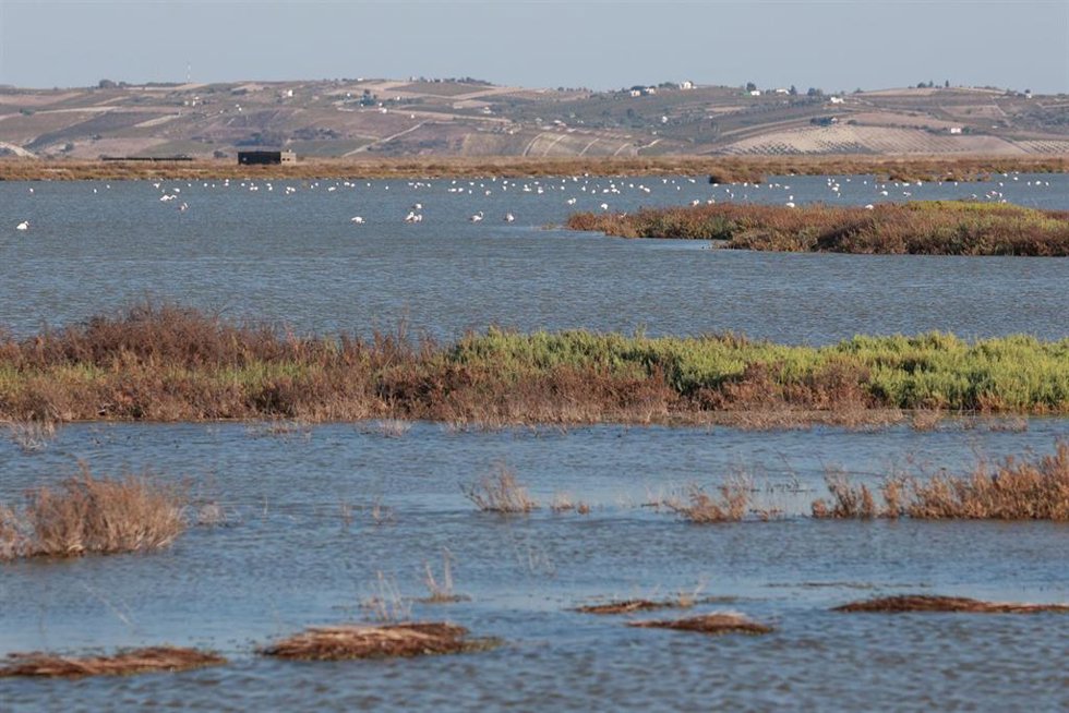 Vistas de la finca "Veta La Palma" que la Junta de Andalucía va a comprar para ampliar el terreno de Doñana. A 12 de septiembre de 2023 en La Puebla del Río en Sevilla, (Andalucía, España). El presidente de la Junta Juanma Moreno anunció ayer la compra 
