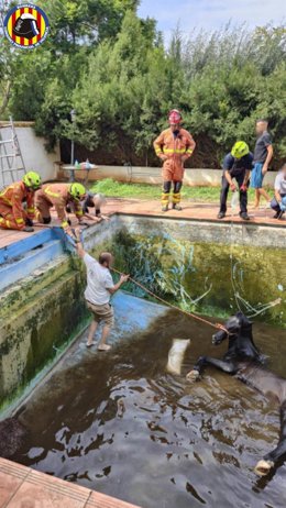 Rescatan a un caballo que había caído a una piscina en una finca en Bétera (Valencia)