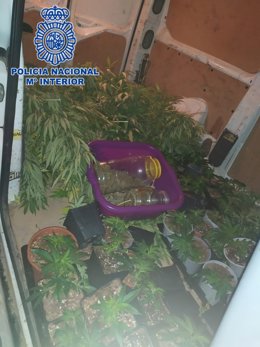 La Policía Nacional Detiene A Dos Personas Al Sorprenderlas Traspasando Plantas De Marihuana Desde Una Vivienda A Su Vehículo