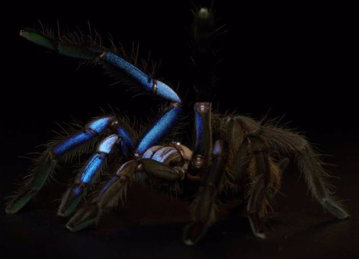 New species of electric blue tarantula, a rare color in animals