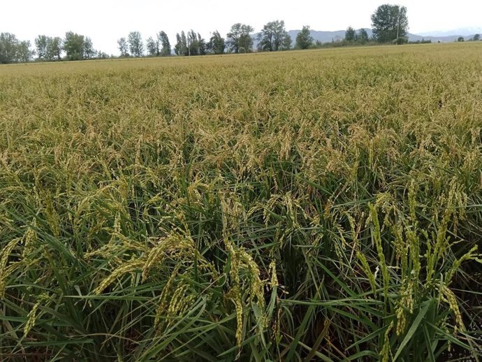Campos de arroz.