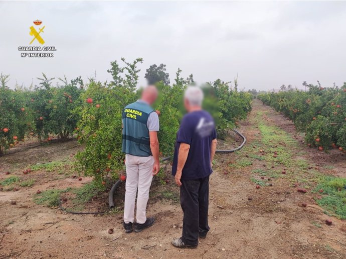 Detenido por hurtar 5.000 kilos de granadas tras hacerse pasar por el dueño de la finca en Elche